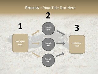 Beach Sea Turtle Sea Turtle Facts PowerPoint Template