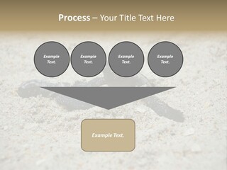 Beach Sea Turtle Sea Turtle Facts PowerPoint Template