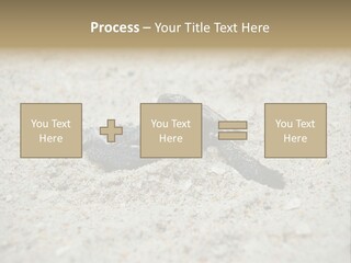 Beach Sea Turtle Sea Turtle Facts PowerPoint Template