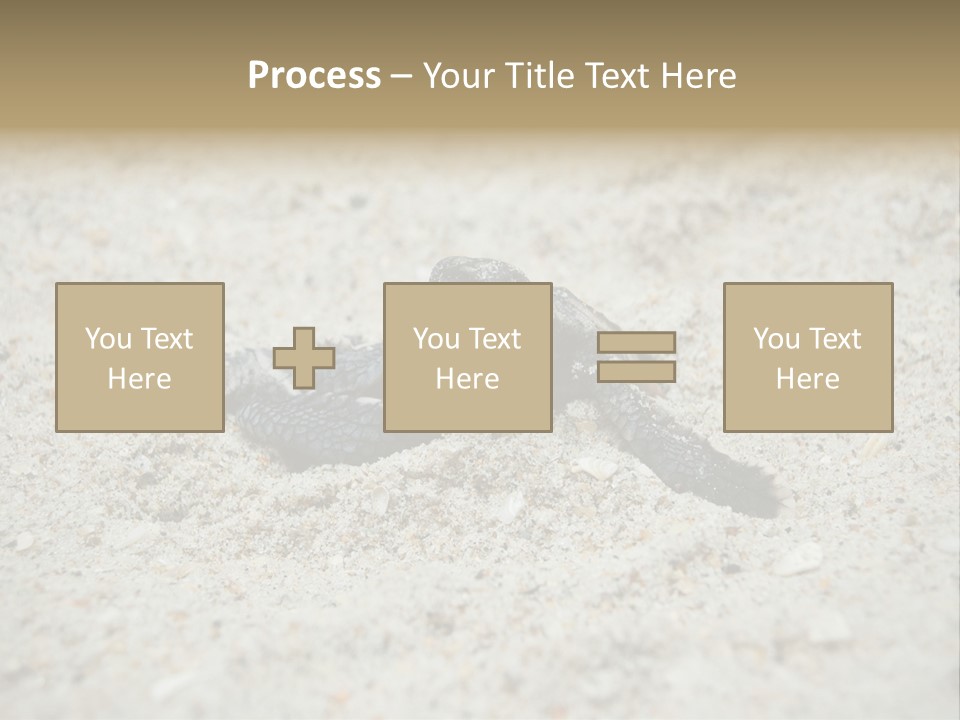 Beach Sea Turtle Sea Turtle Facts PowerPoint Template