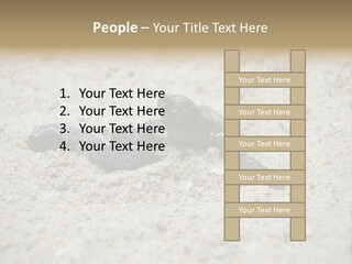 Beach Sea Turtle Sea Turtle Facts PowerPoint Template