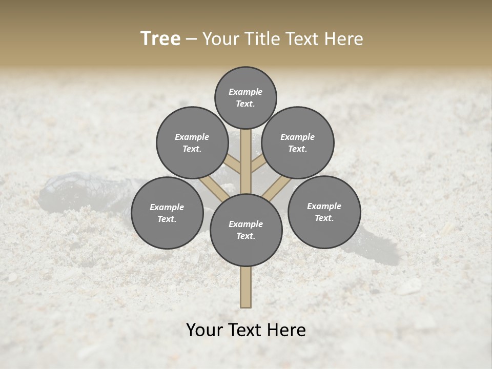 Beach Sea Turtle Sea Turtle Facts PowerPoint Template