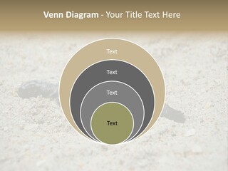 Beach Sea Turtle Sea Turtle Facts PowerPoint Template