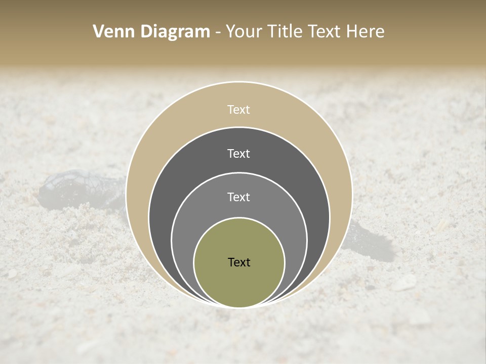 Beach Sea Turtle Sea Turtle Facts PowerPoint Template