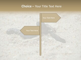 Beach Sea Turtle Sea Turtle Facts PowerPoint Template
