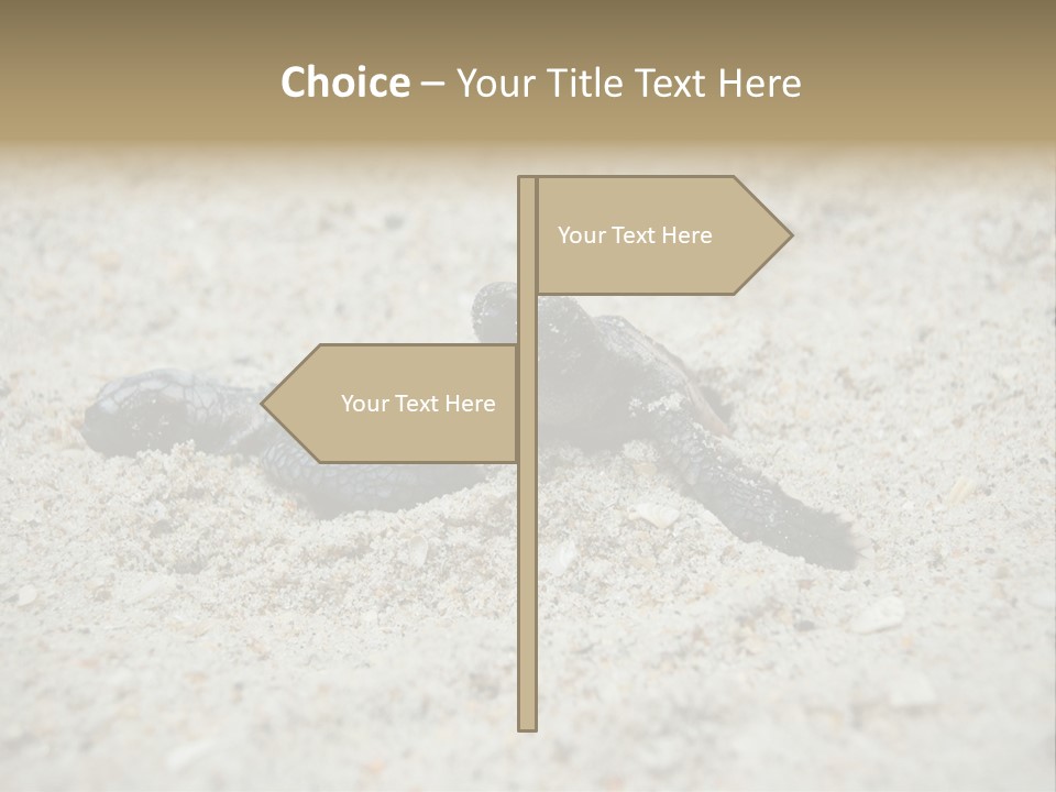 Beach Sea Turtle Sea Turtle Facts PowerPoint Template