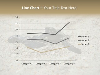 Beach Sea Turtle Sea Turtle Facts PowerPoint Template