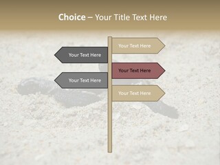 Beach Sea Turtle Sea Turtle Facts PowerPoint Template