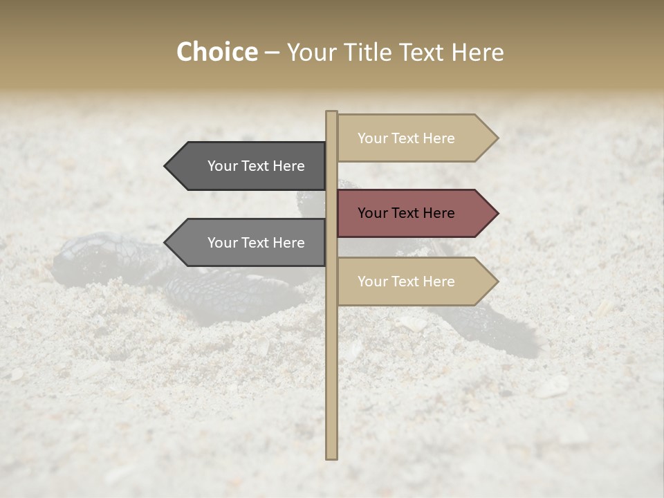 Beach Sea Turtle Sea Turtle Facts PowerPoint Template