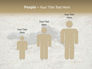 Beach Sea Turtle Sea Turtle Facts PowerPoint Template