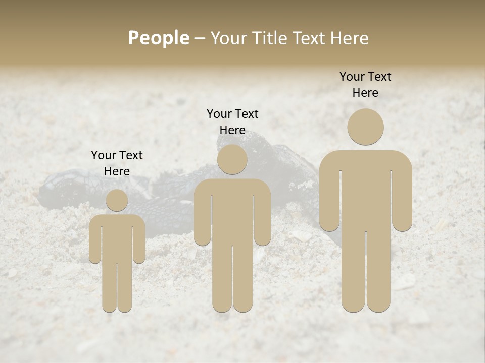 Beach Sea Turtle Sea Turtle Facts PowerPoint Template