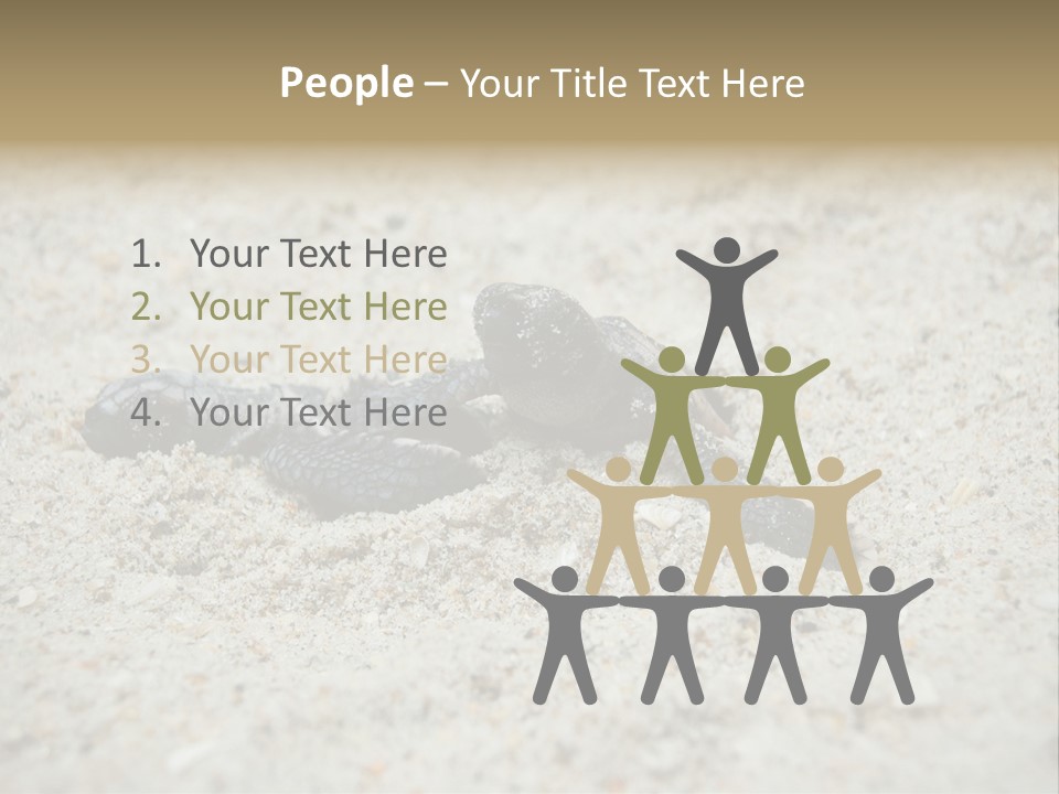 Beach Sea Turtle Sea Turtle Facts PowerPoint Template