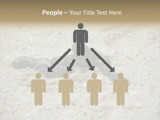 Beach Sea Turtle Sea Turtle Facts PowerPoint Template