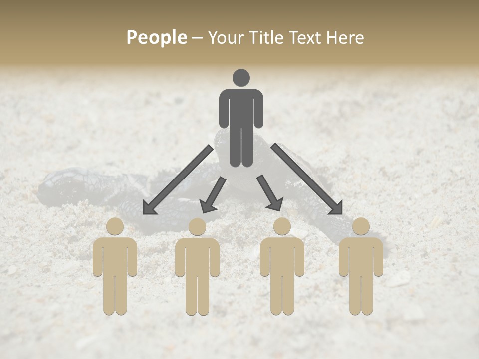 Beach Sea Turtle Sea Turtle Facts PowerPoint Template