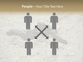 Beach Sea Turtle Sea Turtle Facts PowerPoint Template