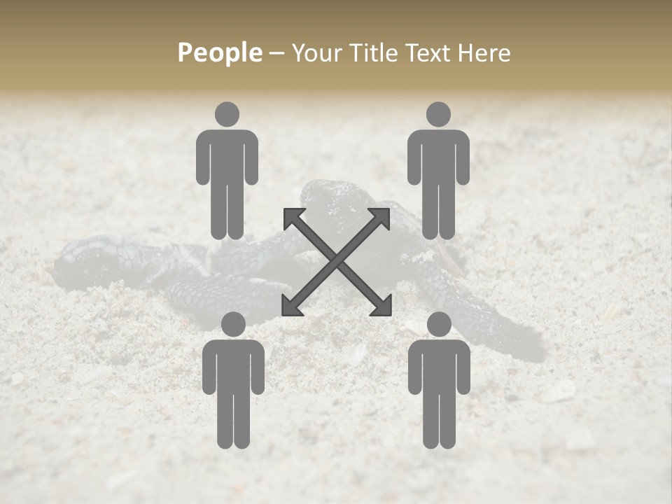 Beach Sea Turtle Sea Turtle Facts PowerPoint Template