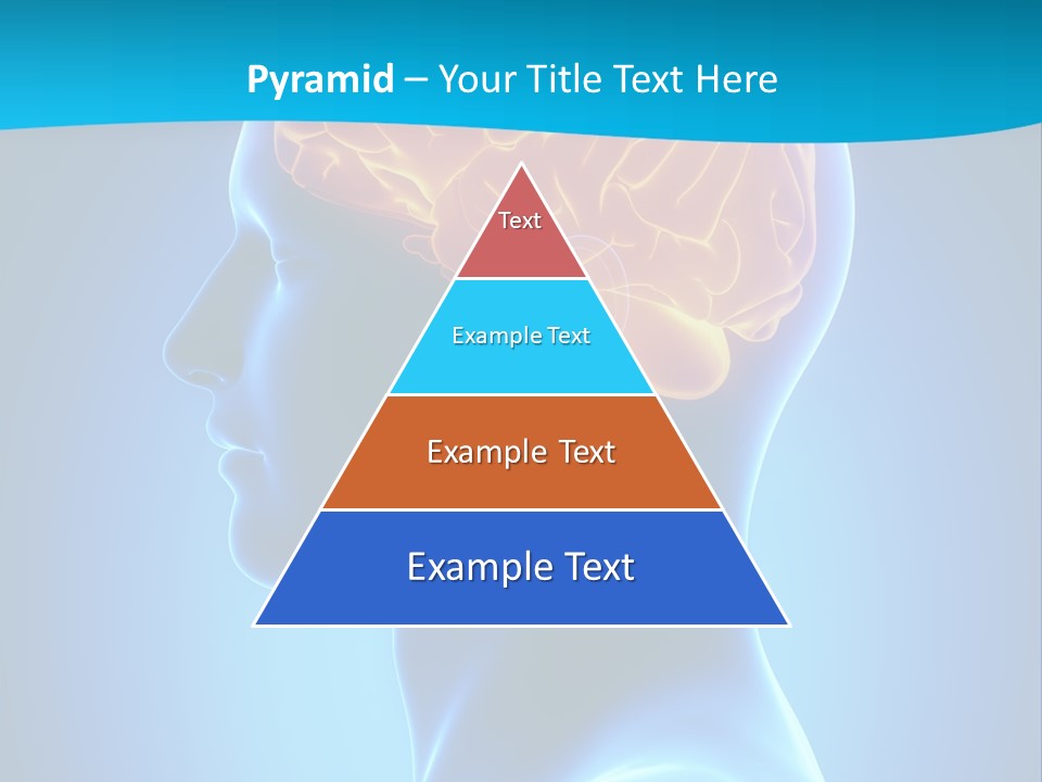 Cranium Health Muscular PowerPoint Template