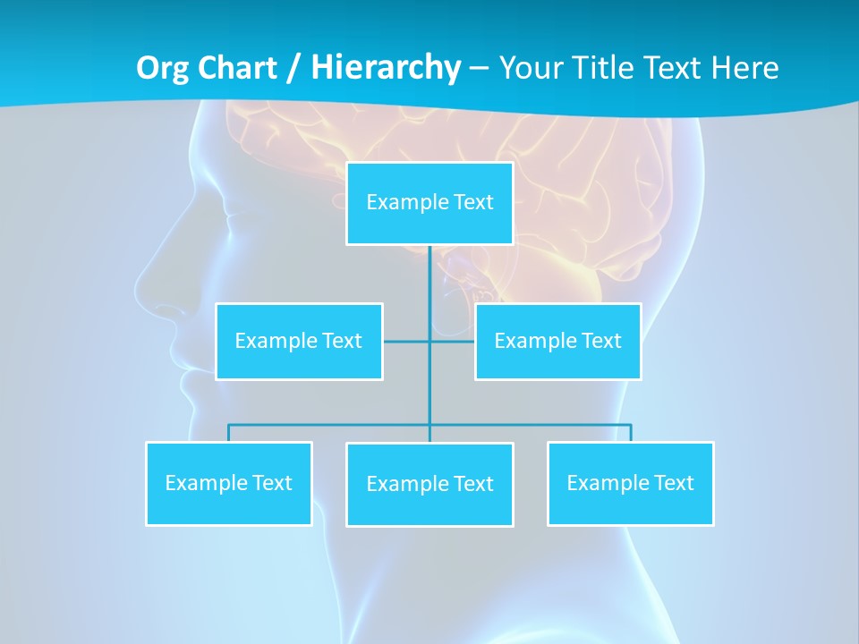 Cranium Health Muscular PowerPoint Template