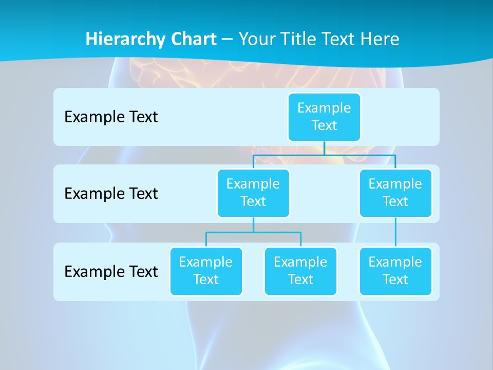 Cranium Health Muscular PowerPoint Template