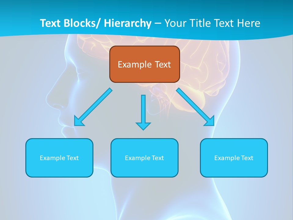 Cranium Health Muscular PowerPoint Template