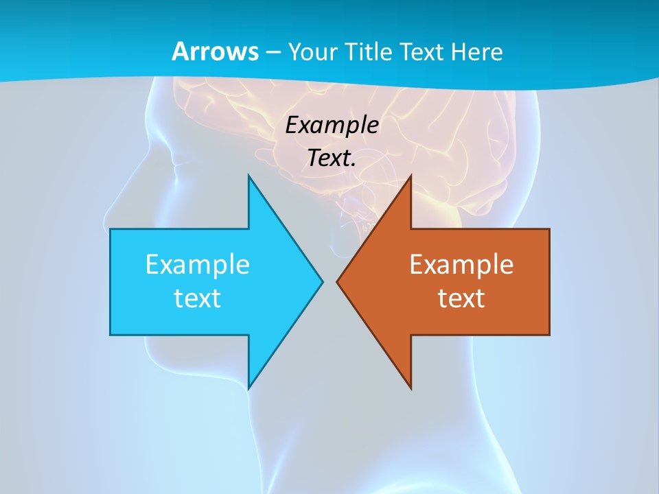 Cranium Health Muscular PowerPoint Template