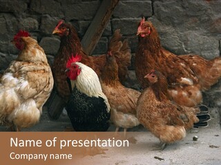 Red Poultry Bird PowerPoint Template