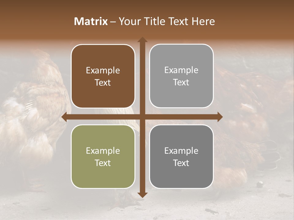 Red Poultry Bird PowerPoint Template