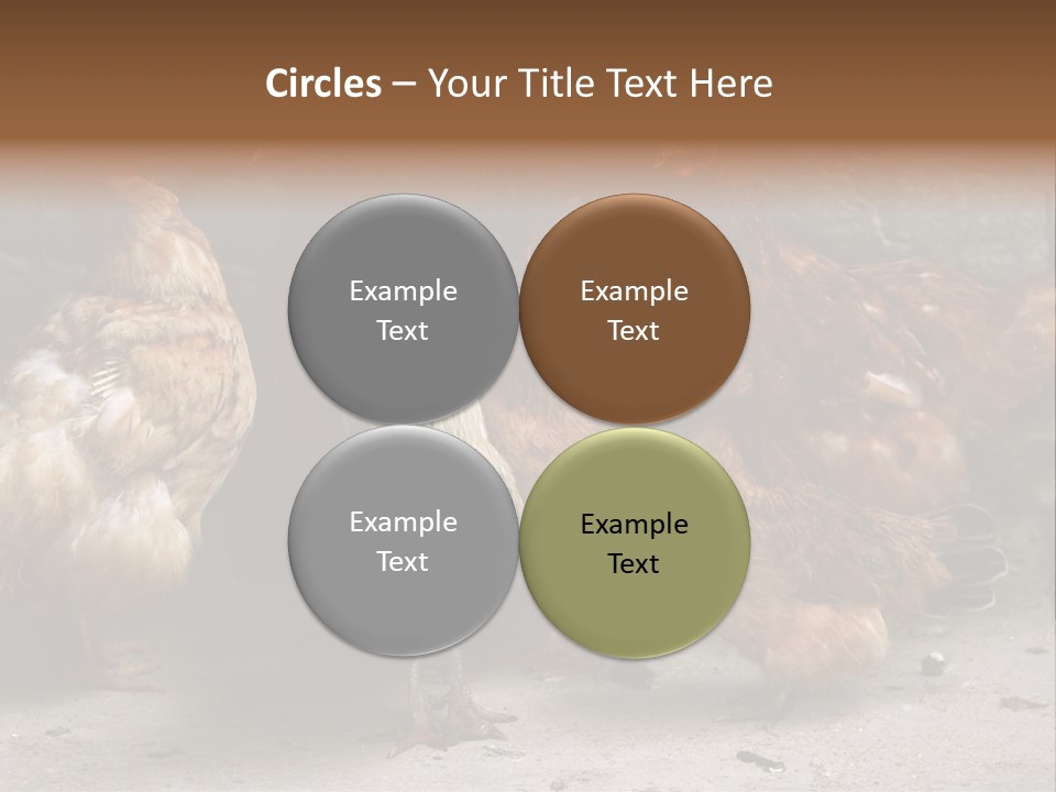 Red Poultry Bird PowerPoint Template