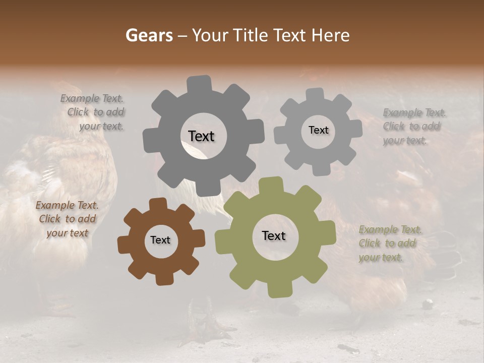 Red Poultry Bird PowerPoint Template