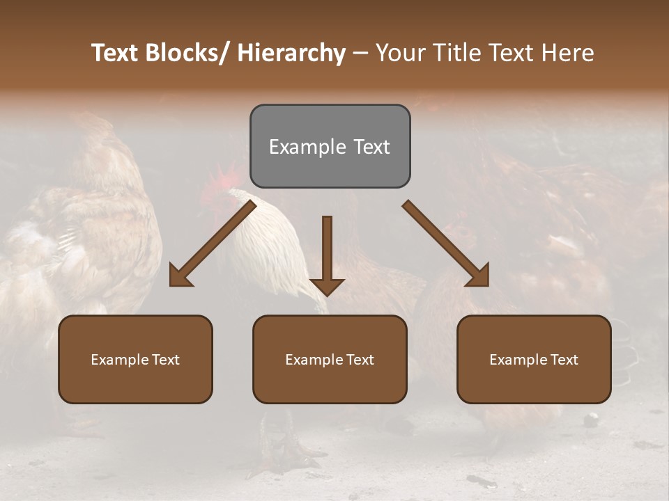 Red Poultry Bird PowerPoint Template