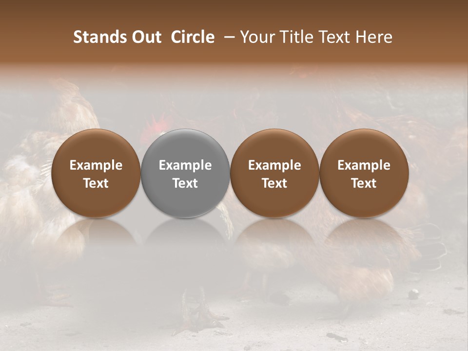 Red Poultry Bird PowerPoint Template