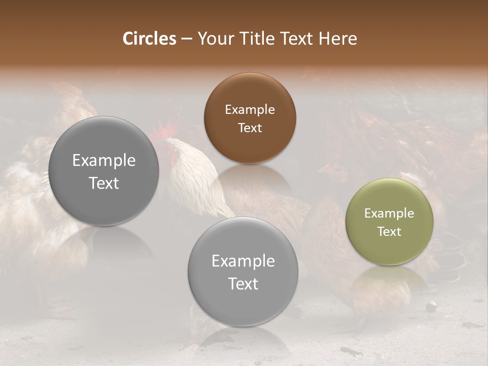 Red Poultry Bird PowerPoint Template