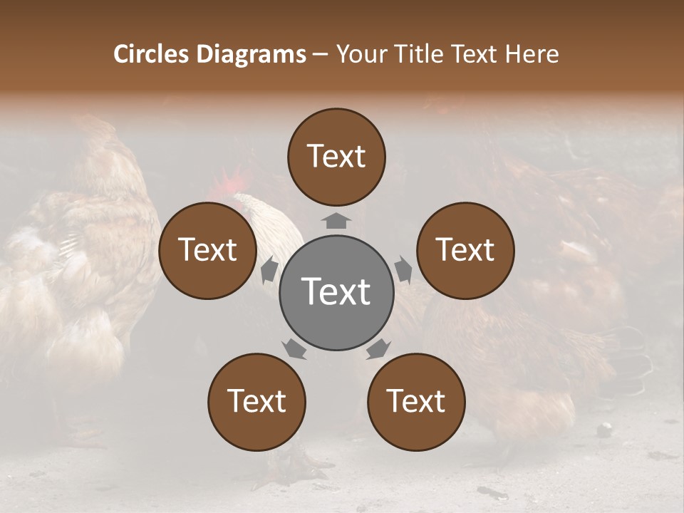 Red Poultry Bird PowerPoint Template