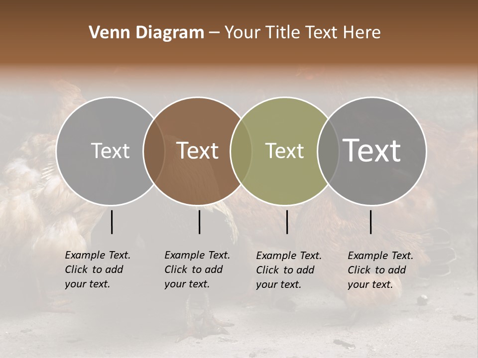 Red Poultry Bird PowerPoint Template