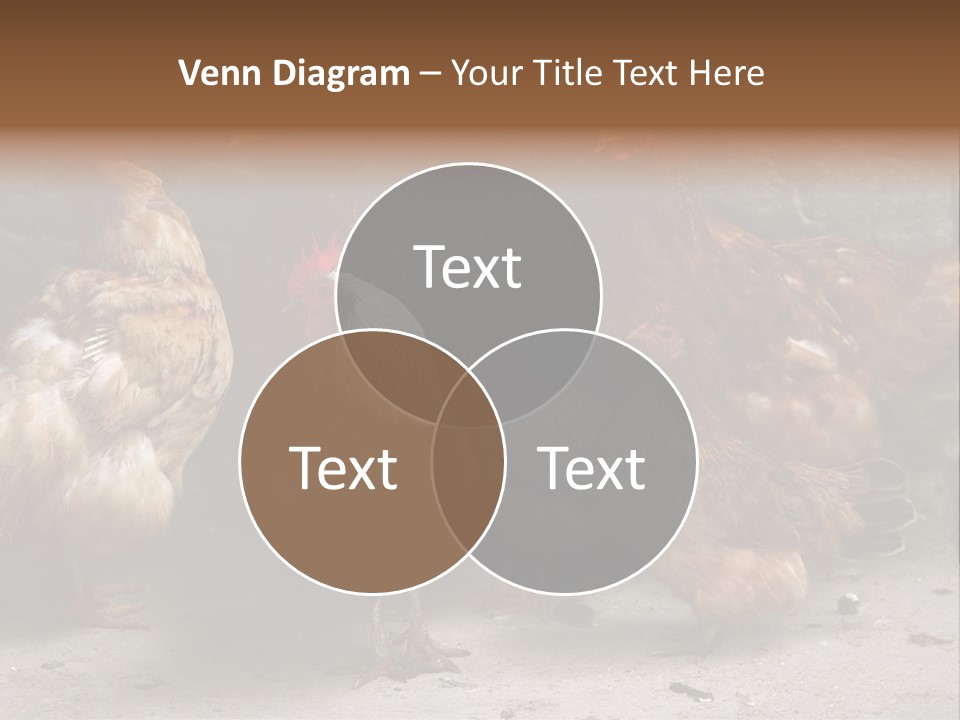 Red Poultry Bird PowerPoint Template