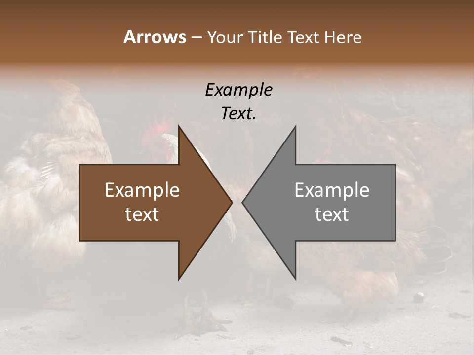Red Poultry Bird PowerPoint Template