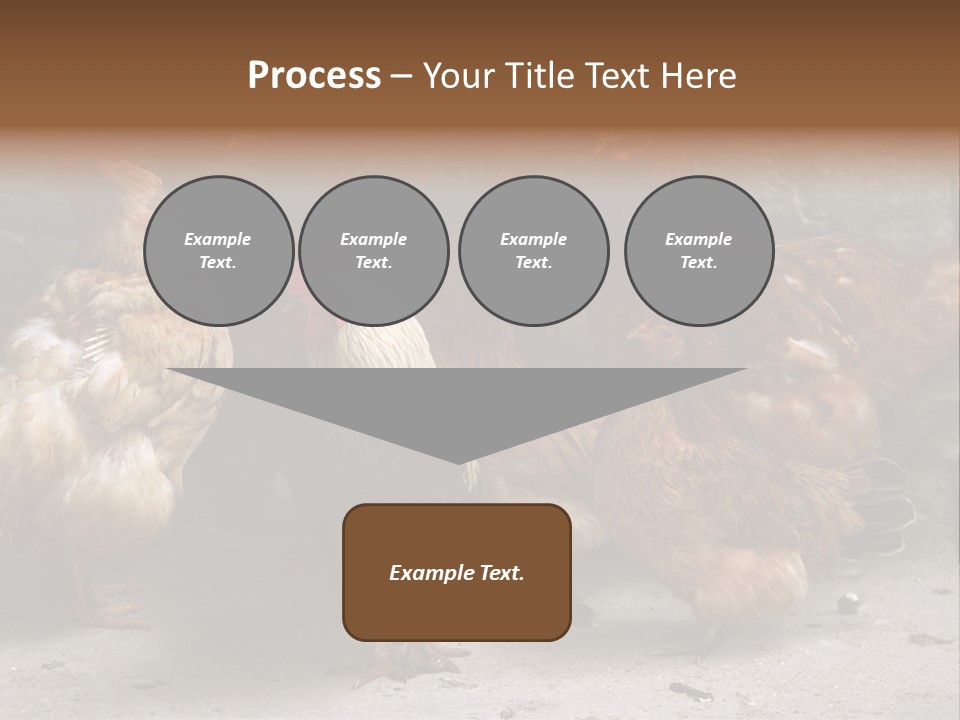 Red Poultry Bird PowerPoint Template