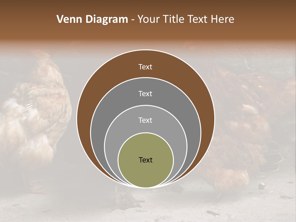 Red Poultry Bird PowerPoint Template