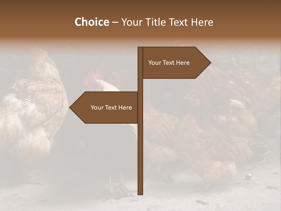 Red Poultry Bird PowerPoint Template