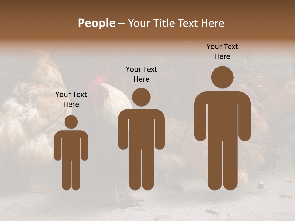 Red Poultry Bird PowerPoint Template