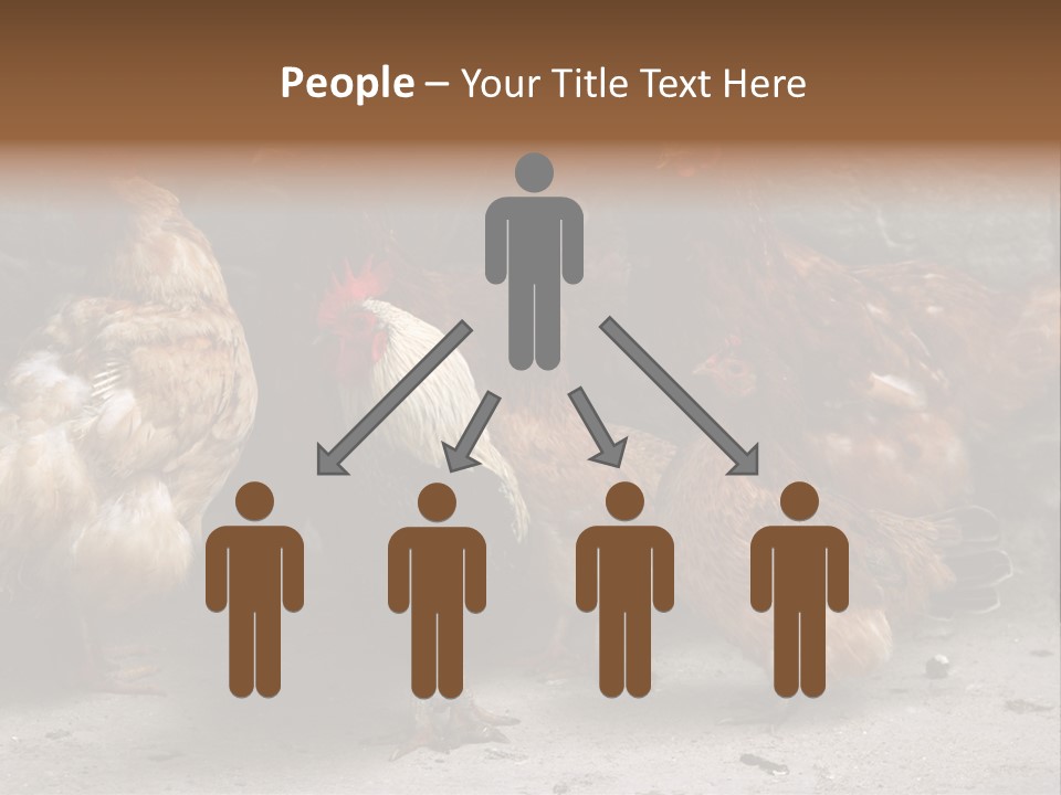 Red Poultry Bird PowerPoint Template