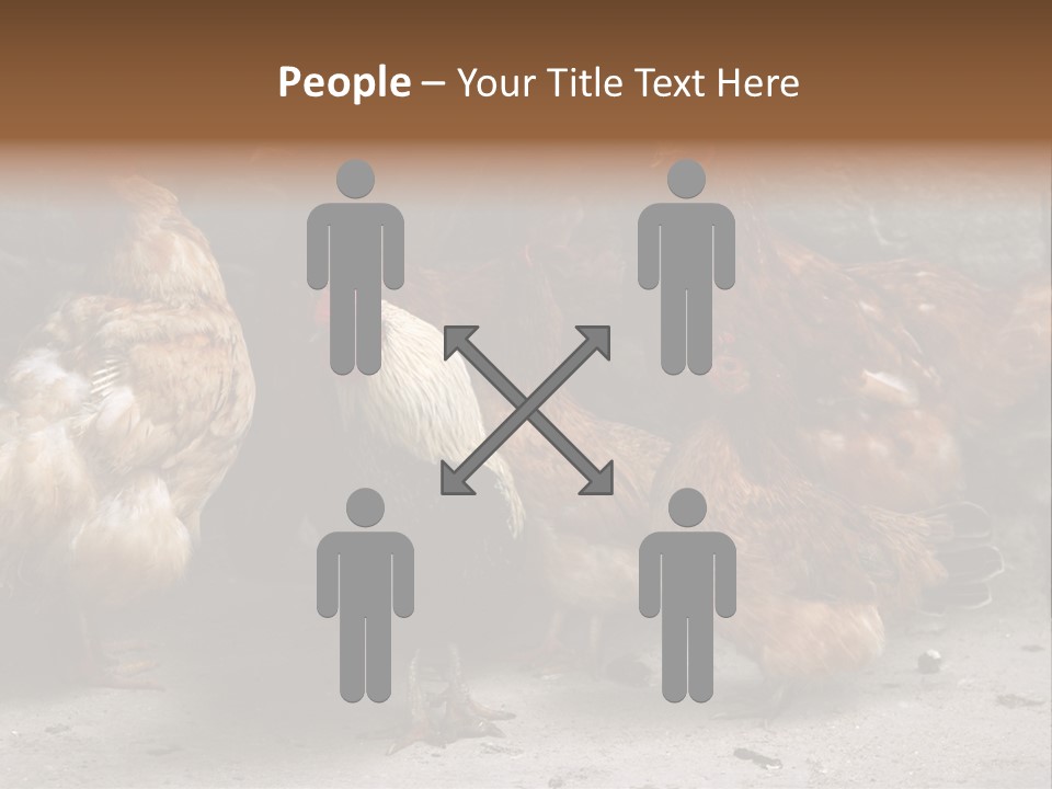 Red Poultry Bird PowerPoint Template