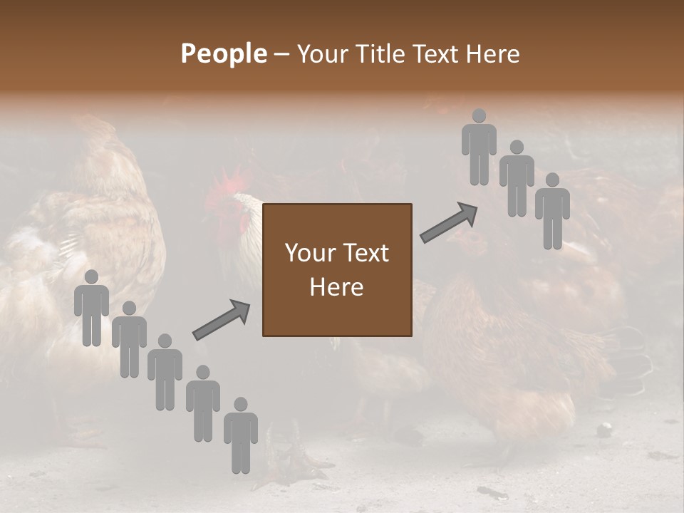 Red Poultry Bird PowerPoint Template