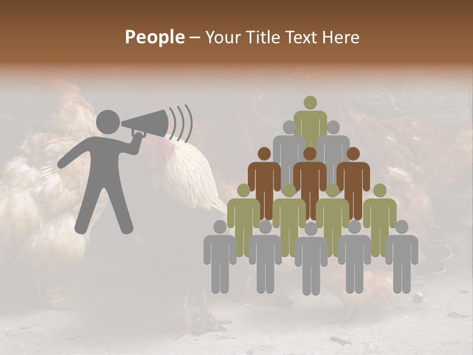 Red Poultry Bird PowerPoint Template