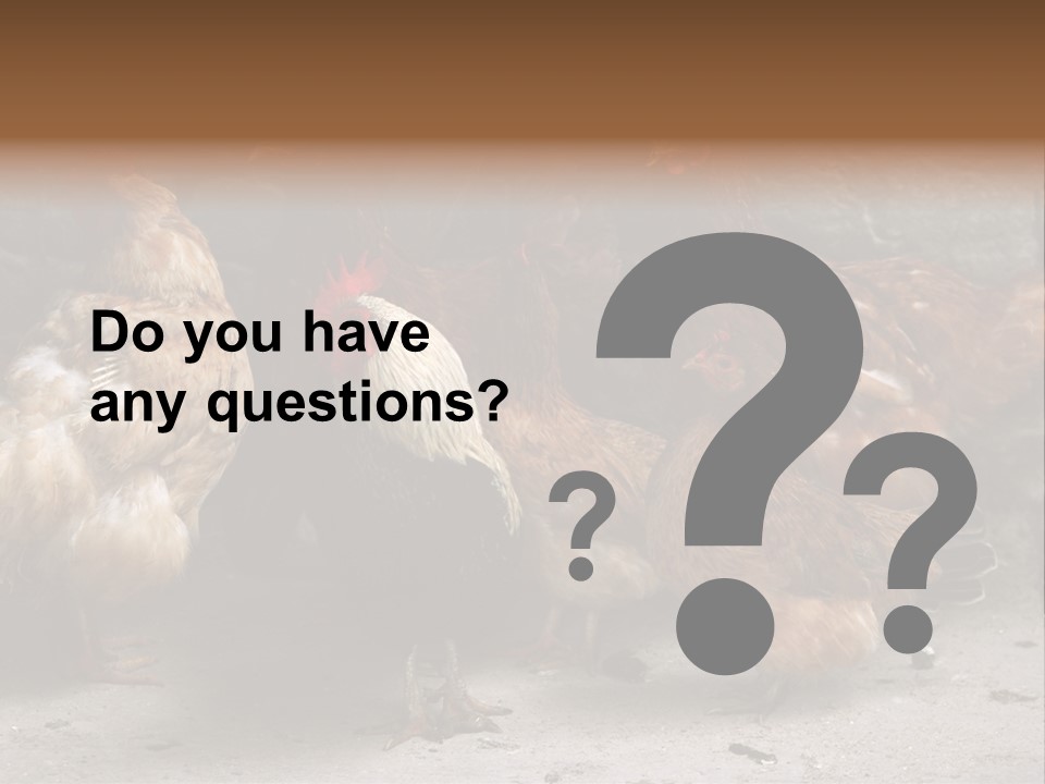 Red Poultry Bird PowerPoint Template