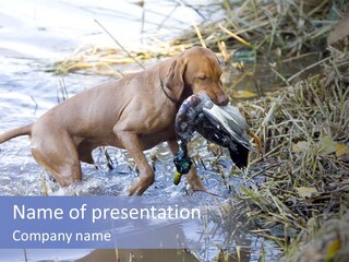 Game Management Huntsmanship Domestic Animal PowerPoint Template