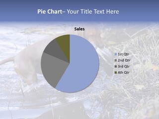 Game Management Huntsmanship Domestic Animal PowerPoint Template