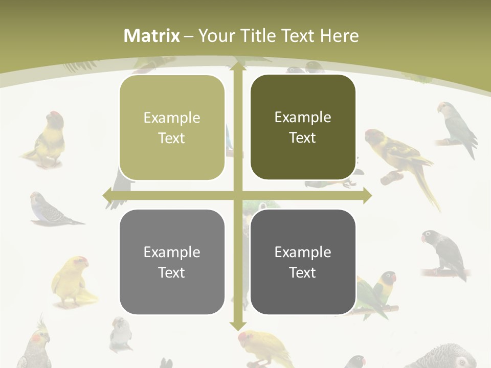 Domestic Animal Peachfaced Orange PowerPoint Template