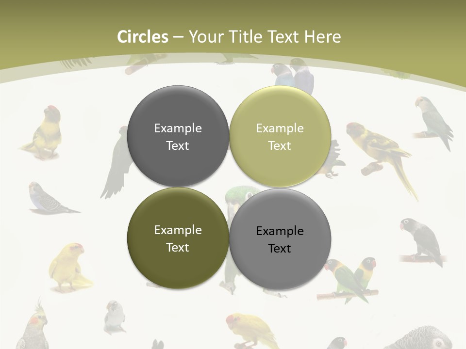 Domestic Animal Peachfaced Orange PowerPoint Template