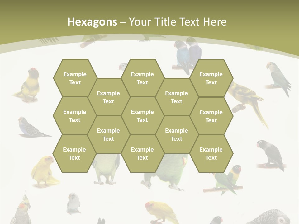 Domestic Animal Peachfaced Orange PowerPoint Template